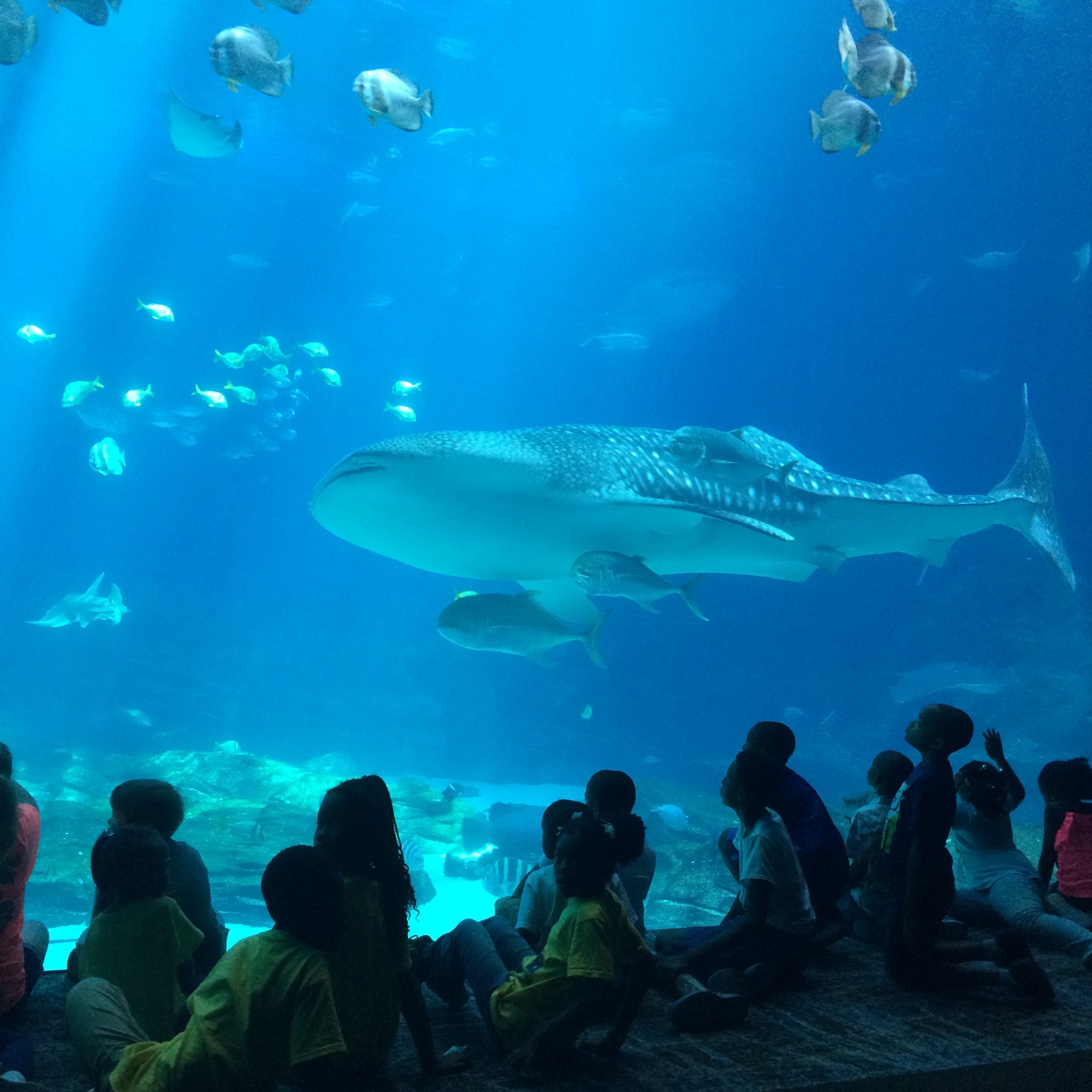 Visit to Georgia Aquarium